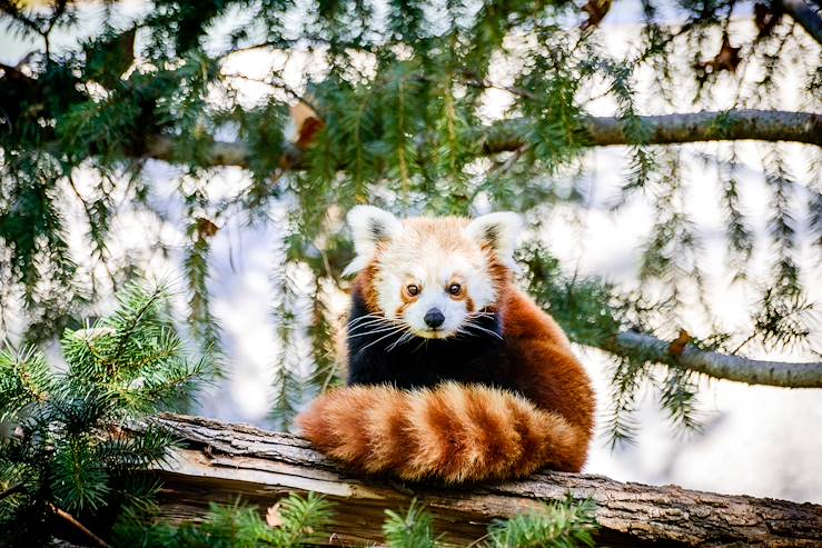 Red Panda - Shichuan - China © Droits reservés