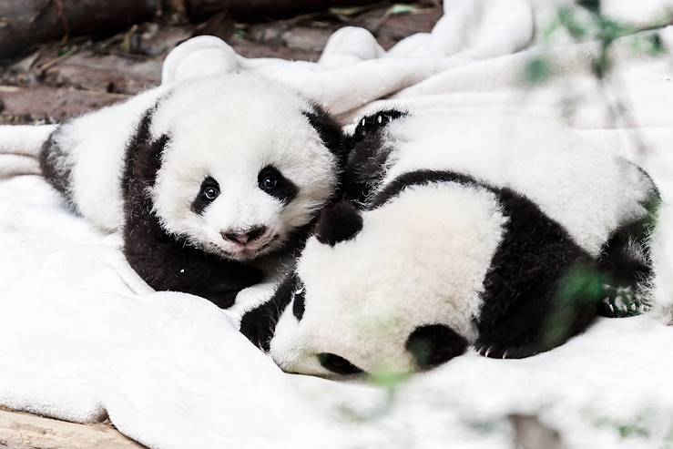 Giant panda - Shichuan - China © Droits reservés