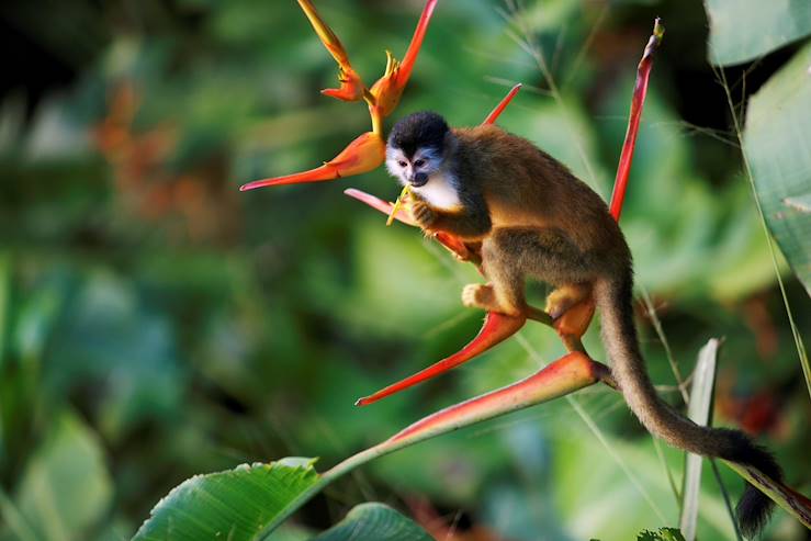 Costa Rica © Tobias Hauser/LAIF-REA