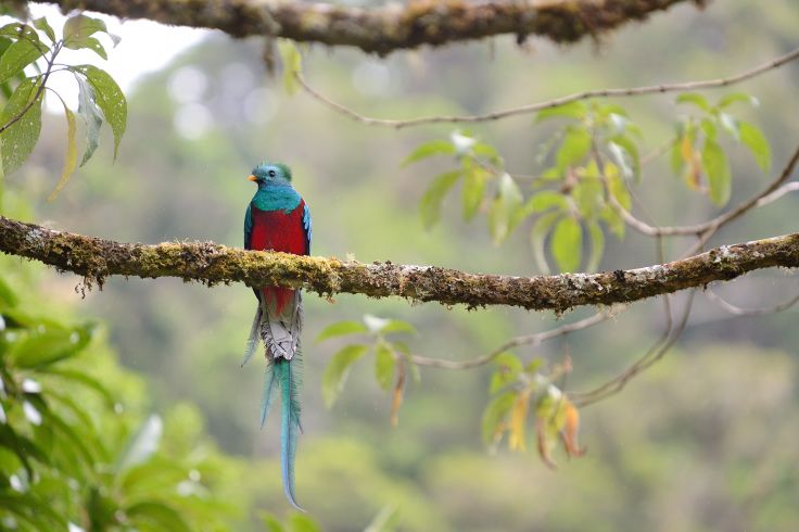 Oiseau Quetzal © Due Lune/Fotolia