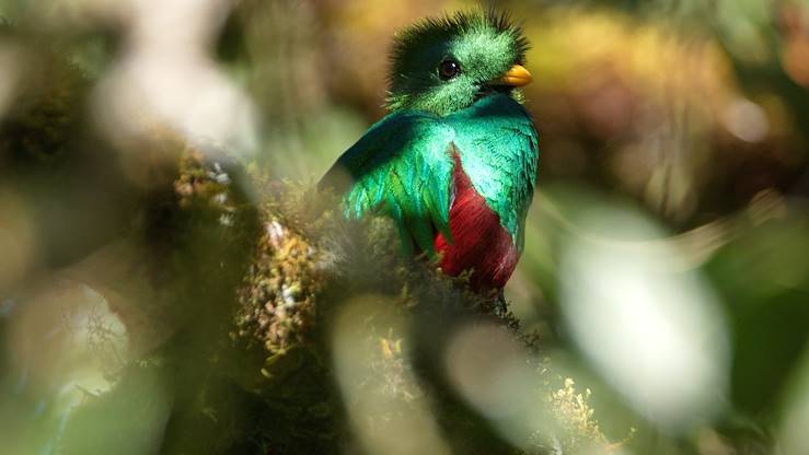 Quetzal © Droits reservés