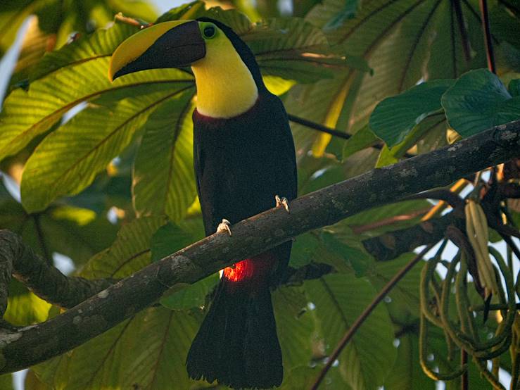 Costa Rica © Victor/stock.adobe.com