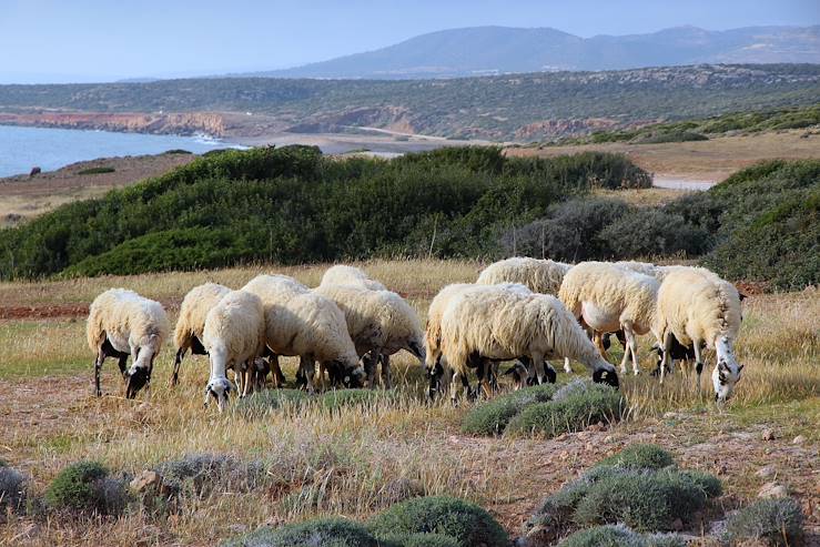 Sheeps in a field - Paphos - Cyprus © Marek Slusarczyk/Tupungato/Fotolia