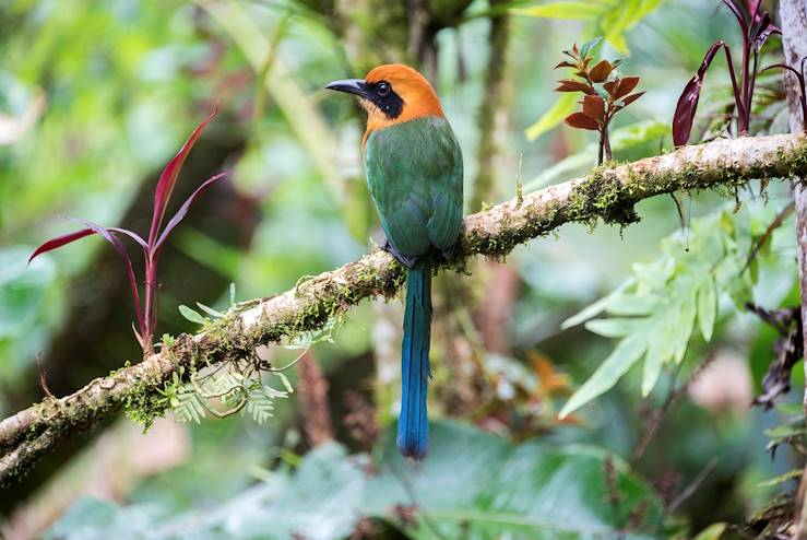 Mindo - Ecuador © DC_Colombia/Getty Images/iStockphoto