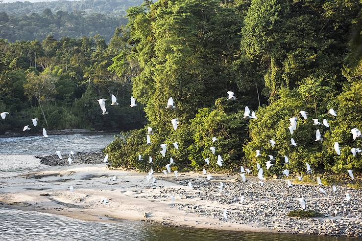 Birds in flight - Ecuador © Kseniya Ragozina/stock.adobe.com