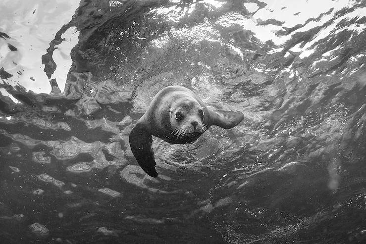 Sea lion in Ecuador © Andrea Izzotti/stock.adobe.com