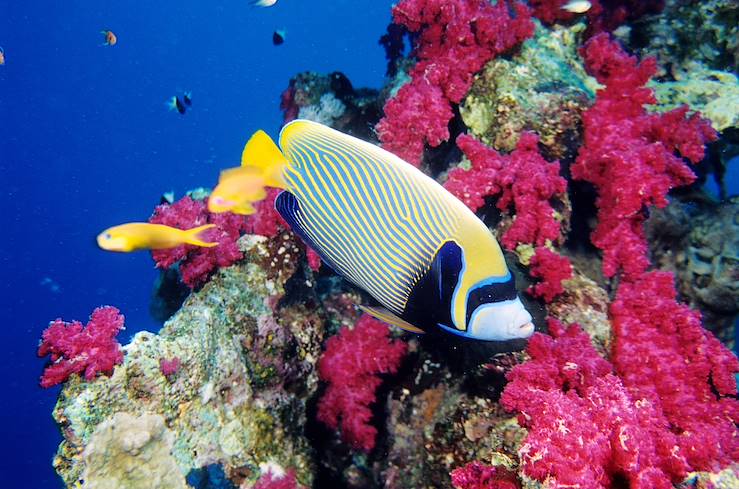 Red Sea - Egypt © OT égypte