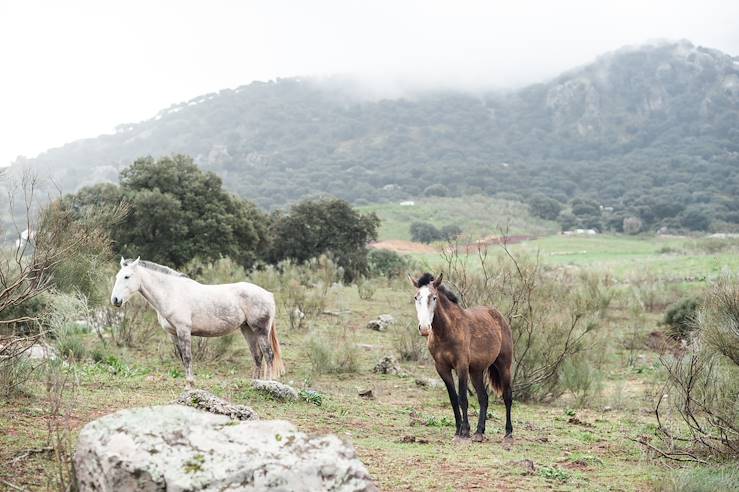 Horses - Spain © Droits reservés