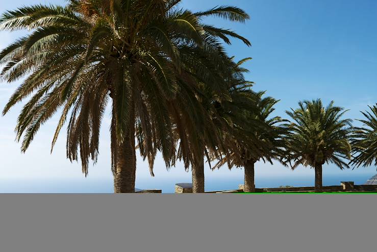 Palm Tree in Corsica - France © Droits reservés