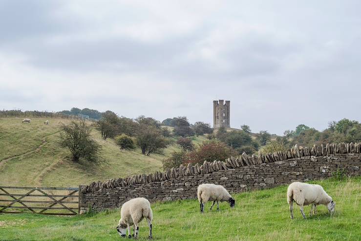 Sheeps in a field - England - United Kingdom © sandorgora/Getty Images/iStockphoto