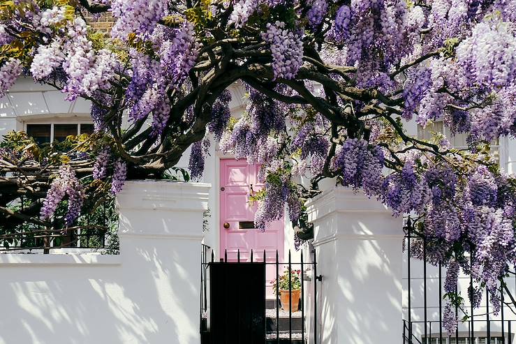 Glycine - England © Alena Kravchenko/stock.adobe.com