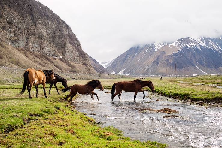 Horses - Caucasus - Georgia © Komar Maria/Fotolia