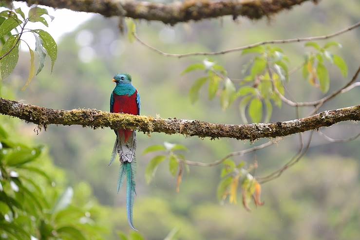 Quetzal Bird - Guatemala © Due Lune/Fotolia