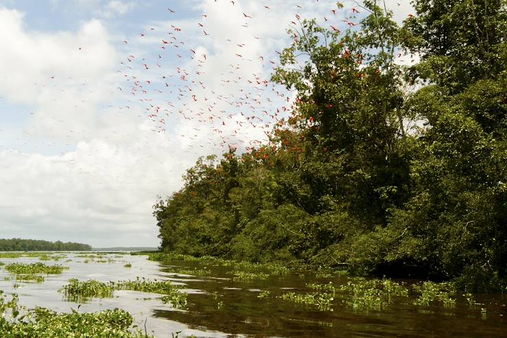 Birds in flight - Guyana © Droits reservés