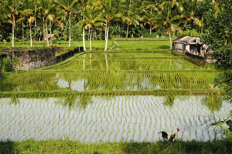 Ubud - Bali - Indonesia © demetriodor / Fotolia