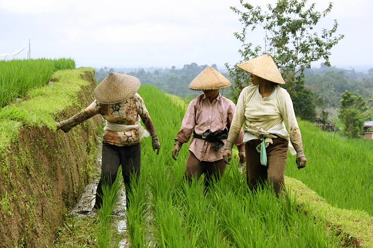 Women in the rice fields of Jatiluwih - Bali - Indonesia © Droits reservés