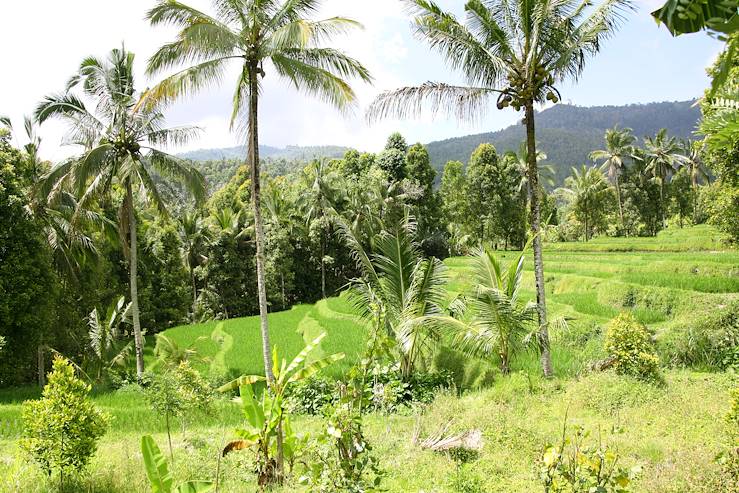 Munduk - Bali - Indonesia © Danielle Ghostine