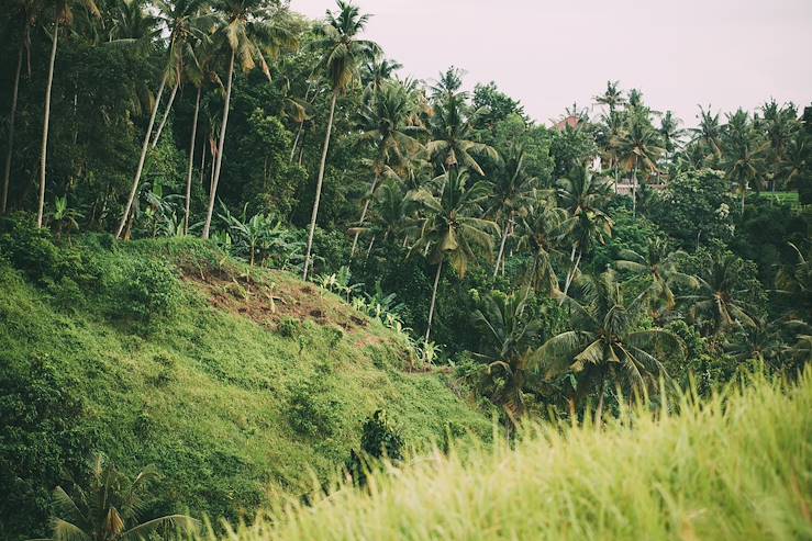 Jungle Forest - Indonesia © Nataliya Kalcheva/Getty Images/iStockphoto