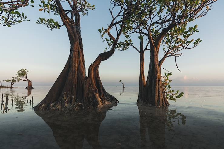 Trees and water - Indonesia © Droits reservés