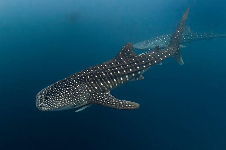 Raja Ampat Archipelago - Indonesia © Andrea Izzotti - stock.adobe.com