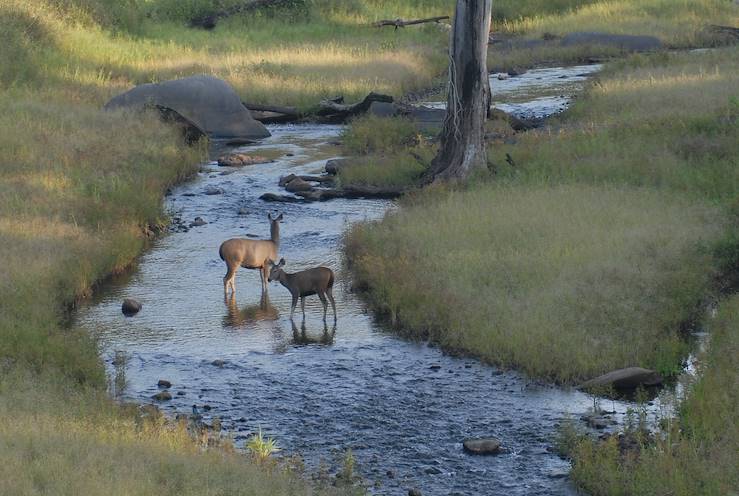 Safari - India © Baagh Resort / Tushita Travel