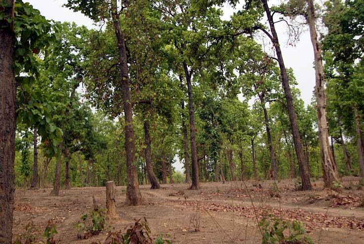 Bhandavgarh - India © Droits reservés