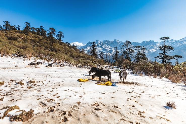 Gangtok - Sikkim - India © Siripong Jitchum / Fotolia