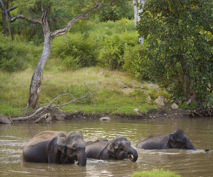 Elephants swimming in a river - Indonesia © Droits reservés