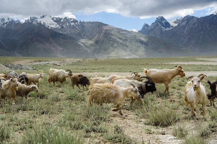 Goats - Ladakh - India © Droits reservés