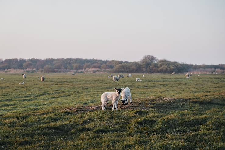 Sheeps in United Kingdom © Droits reservés