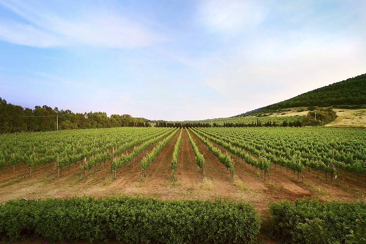 Vineyard in Italy © Droits reservés