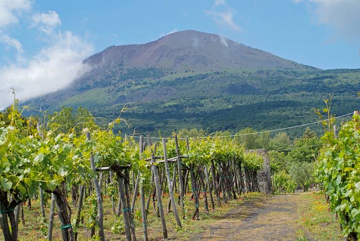 Vineyard in Italy © Droits reservés