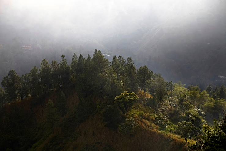 Mountain and forest - Jamaica © Droits reservés