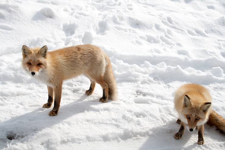 White fox in the snow - Japan © Droits reservés