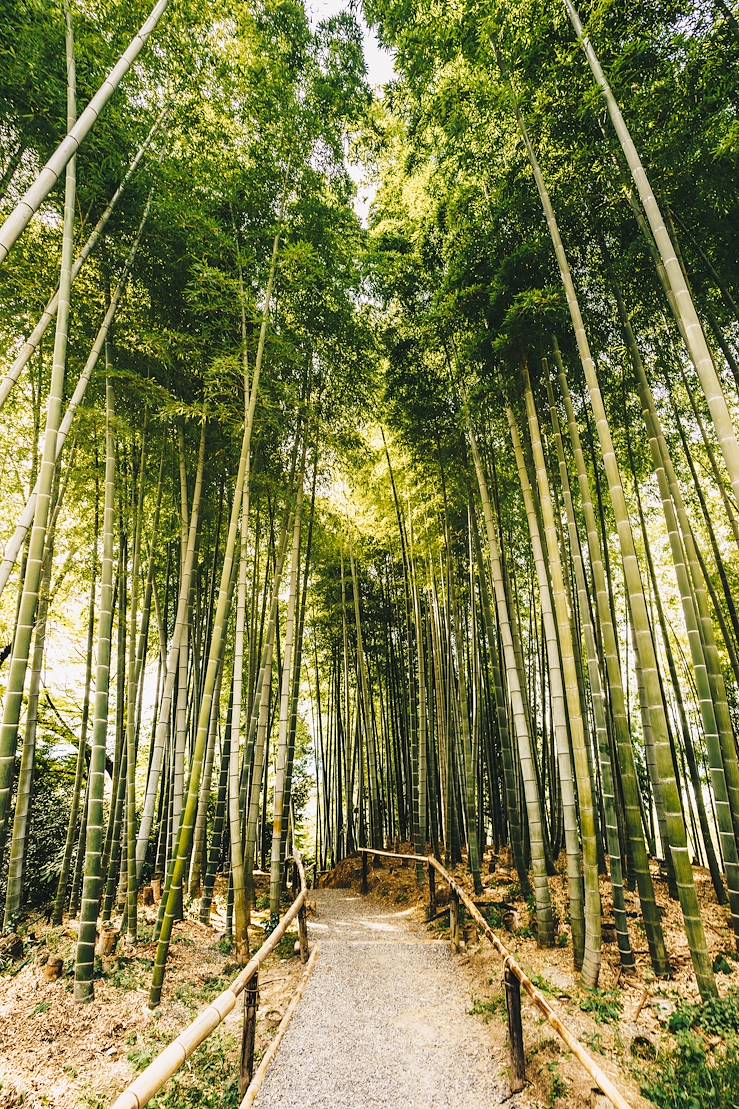 Bamboo Forest - Arashiyama - Kyoto - Japan © Droits reservés