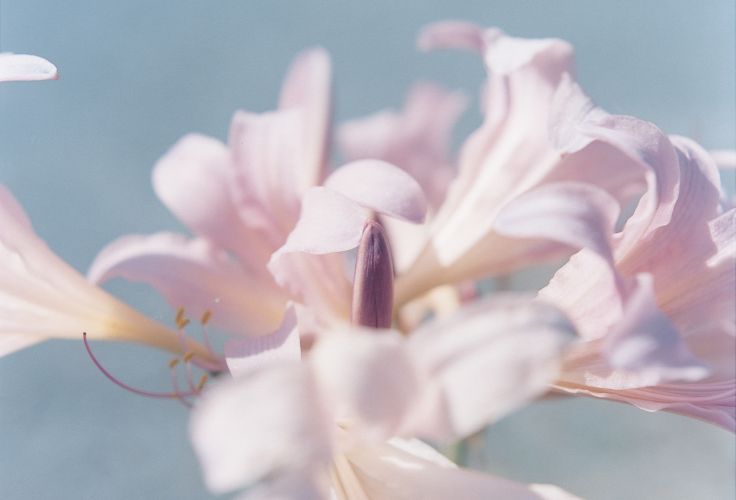 Japon © Rinko Kawauchi