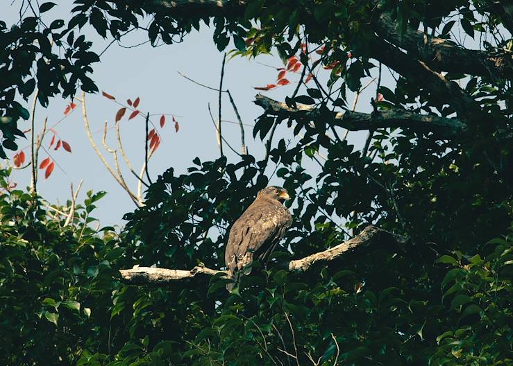 Iriomote - Okinawa - Japon © Romain Laprade