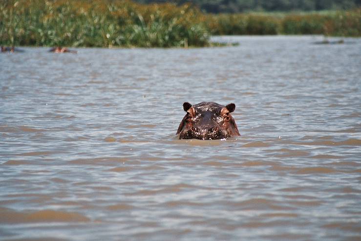 Hippopotamus - Lake Naivasha © Vanessa Lourdin