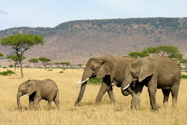 Masai Mara Reserve - Kenya © Droits reservés