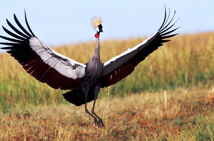 The Masai Mara - Kenya © Kenya Tourist Board OT