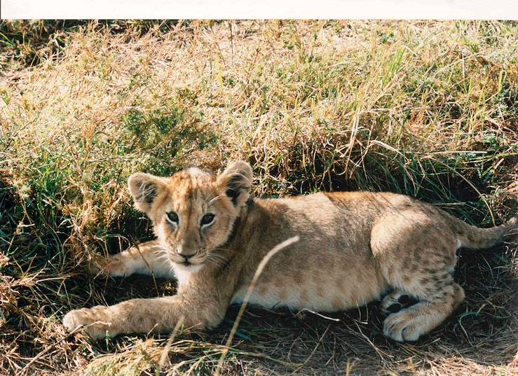 Lion in Masai Mara - Kenya © Kenya Tourist Board OT