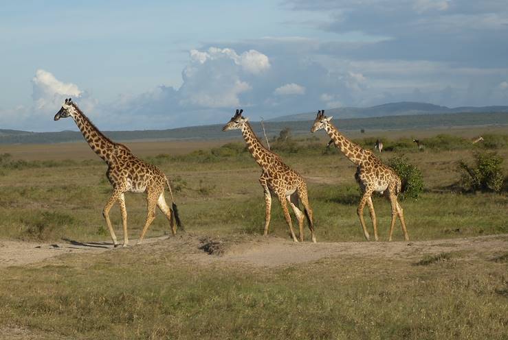 The Masai Mara - Kenya © Droits reservés