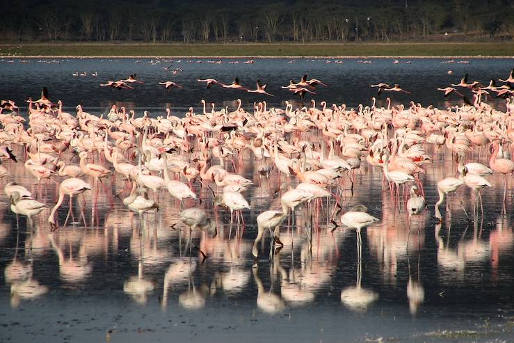 Flamingos near Nakuru - Kenya © forcdan / Fotolia