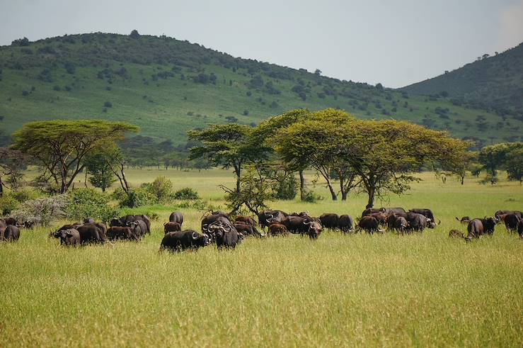 Buffalo in Serengeti - Tanzania © Droits reservés