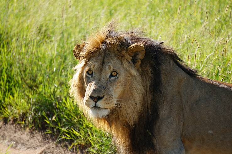 Lion in Serengeti - Tanzania © Droits reservés