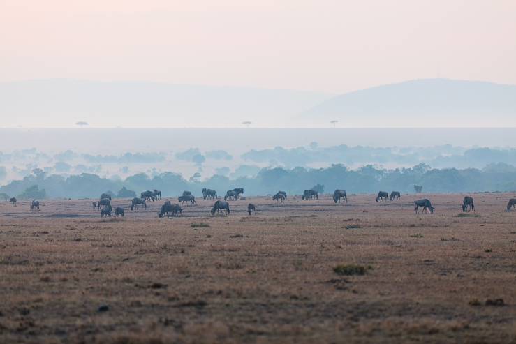 Wilebeests - Kenya © Alexander Shalamov/BlueOrange Studio/stock.adobe.com