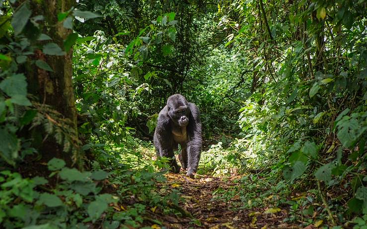 Gorilla © Getty Images/iStockphoto