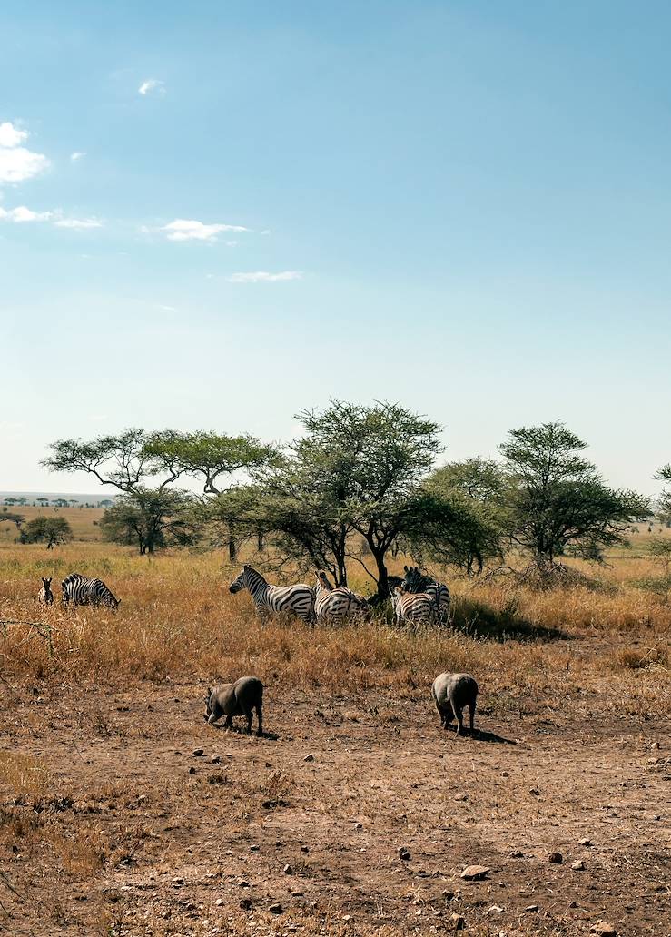 Zèbres - Kenya © Tomas - stock.adobe.com