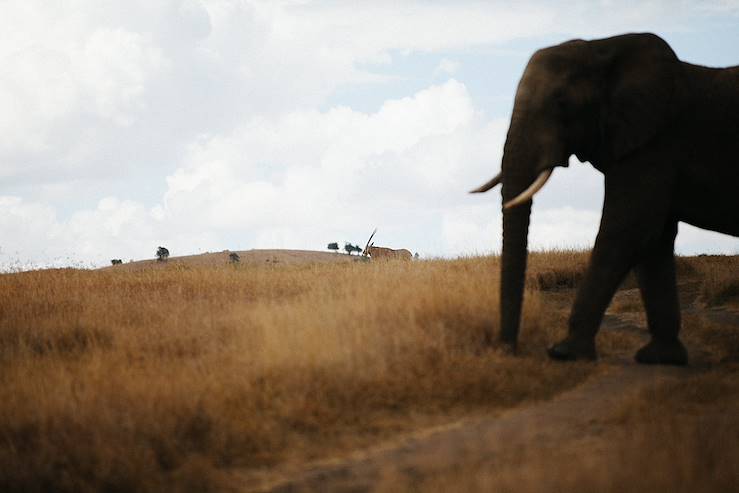 Safari in Kenya © Droits reservés