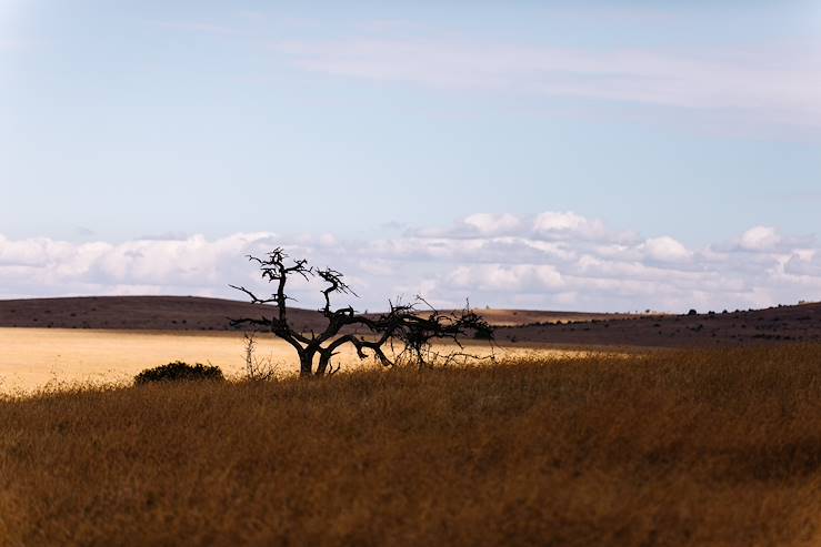 Savanna - Kenya © Olivier Romano